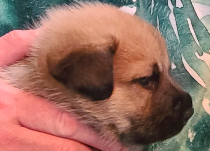 chinook puppy